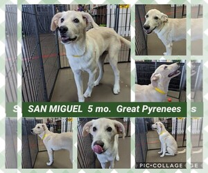 Great Pyrenees Dogs for adoption in Mesa, AZ, USA