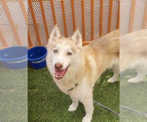 Siberian Husky-Unknown Mix Dogs for adoption in Las Vegas, NV, USA