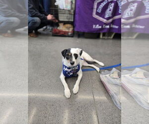 Jack Russell Terrier-Unknown Mix Dogs for adoption in Minneapolis, MN, USA