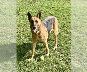 German Shepherd Dog-Unknown Mix Dogs for adoption in Riverside, CA, USA