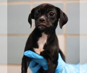 Pug-Unknown Mix Dogs for adoption in San Antonio, TX, USA