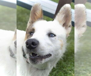 Mutt Dogs for adoption in Estherville, IA, USA