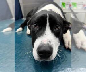 Labrador Retriever-Unknown Mix Dogs for adoption in Mobile, AL, USA