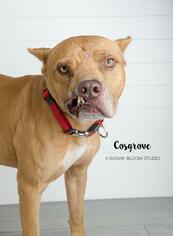 Staffordshire Bull Terrier-Unknown Mix Dogs for adoption in Littleton, CO, USA