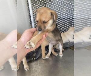 Chihuahua Dogs for adoption in Bakersfield, CA, USA