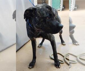 Siberian Husky-Unknown Mix Dogs for adoption in Chula Vista, CA, USA