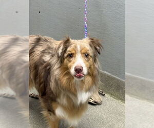 Australian Shepherd-Unknown Mix Dogs for adoption in Las Vegas, NV, USA