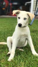 Medium Photo #1 Alaskan Husky-Labrador Retriever Mix Puppy For Sale in Millersville, NJ, USA