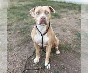 Mutt Dogs for adoption in Modesto, CA, USA