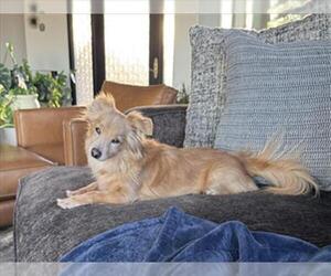 Chihuahua-Unknown Mix Dogs for adoption in Las Vegas, NV, USA