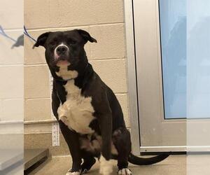 American Staffordshire Terrier-Unknown Mix Dogs for adoption in Grand Prairie, TX, USA