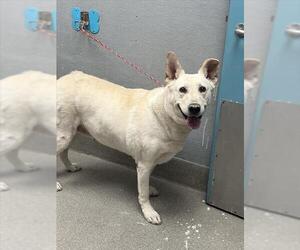 German Shepherd Dog-Unknown Mix Dogs for adoption in Las Vegas, NV, USA