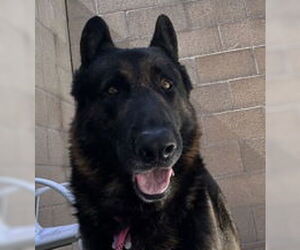 German Shepherd Dog Dogs for adoption in Salinas, CA, USA