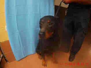 Rottweiler Dogs for adoption in Chula Vista, CA, USA