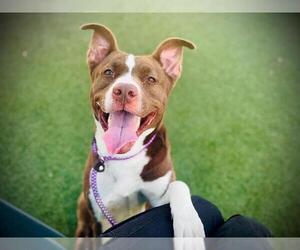 American Pit Bull Terrier Dogs for adoption in Orlando, FL, USA
