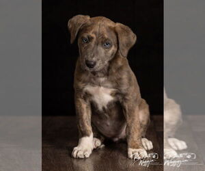 Aussie Pyrenees Dogs for adoption in Claremore, OK, USA