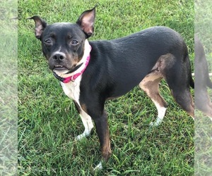 Boston Terrier-Jack Russell Terrier Mix Dogs for adoption in Mattoon, IL, USA