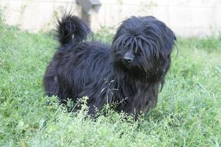 Maltese Dogs for adoption in Albany, GA, USA