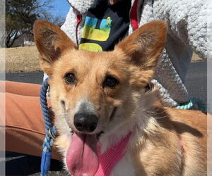 Pembroke Welsh Corgi Dogs for adoption in Glen Haven, WI, USA