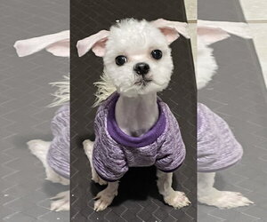 Maltipoo (Miniature) Dogs for adoption in McDonough, GA, USA