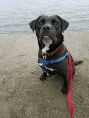 Medium Photo #1 Labrador Retriever-Pug Mix Puppy For Sale in Bellevue, WA, USA
