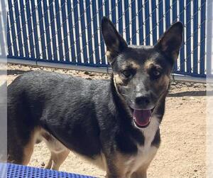 German Shepherd Dog-Unknown Mix Dogs for adoption in HESPERIA, CA, USA