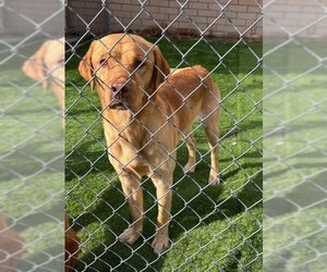 Golden Retriever-Unknown Mix Dogs for adoption in Alturas, CA, USA