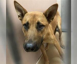 German Shepherd Dog Dogs for adoption in Martinez, CA, USA