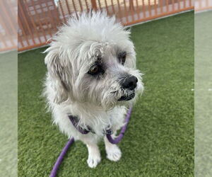 Lhasa Apso-Unknown Mix Dogs for adoption in Las Vegas, NV, USA