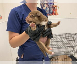 American Pit Bull Terrier-Unknown Mix Dogs for adoption in San Bernardino, CA, USA