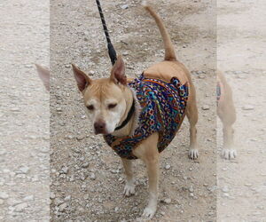 Labrador Retriever-Staffordshire Bull Terrier Mix Dogs for adoption in Bandera, TX, USA