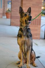 Medium Photo #1 German Shepherd Dog Puppy For Sale in Cincinnati, OH, USA