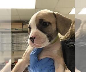 Mutt Dogs for adoption in Conroe, TX, USA