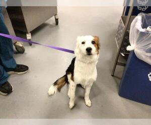 Australian Shepherd Dogs for adoption in Riverside, CA, USA
