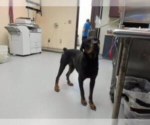 Rottweiler Dogs for adoption in Fayetteville, NC, USA