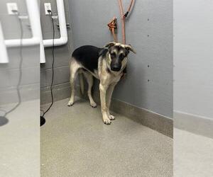 German Shepherd Dog-Unknown Mix Dogs for adoption in Las Vegas, NV, USA