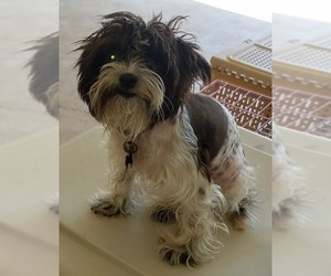 Shih Tzu-Unknown Mix Dogs for adoption in Mobile, AL, USA
