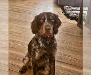 - Mix Dogs for adoption in St. Louis Park, MN, USA