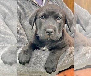 Labrador Retriever-Unknown Mix Dogs for adoption in Mankato, MN, USA
