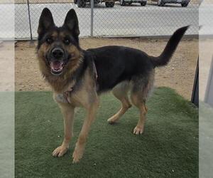 German Shepherd Dog Dogs for adoption in HESPERIA, CA, USA