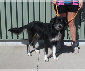 Border-Aussie Dogs for adoption in Louisville, KY, USA