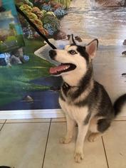 Siberian Husky Dogs for adoption in Colton, CA, USA