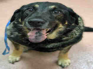 Labrottie Dogs for adoption in Ogden, UT, USA