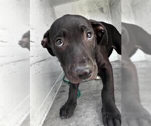 American Pit Bull Terrier Dogs for adoption in Sacramento, CA, USA
