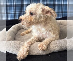 Poodle (Miniature)-Unknown Mix Dogs for adoption in Chico, CA, USA
