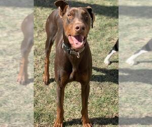 Doberman Pinscher Dogs for adoption in Fenton, MO, USA