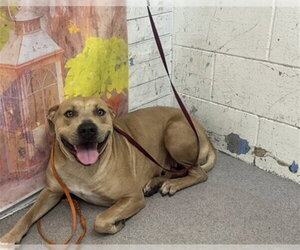 Mutt Dogs for adoption in San Bernardino, CA, USA