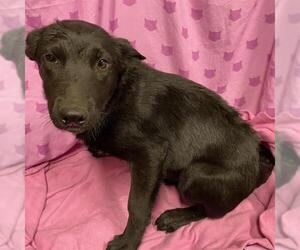 German Shepherd Dog-Unknown Mix Dogs for adoption in Modesto, CA, USA