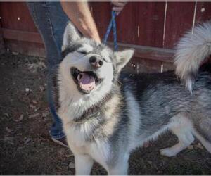 Siberian Husky Dogs for adoption in La Mesa, CA, USA