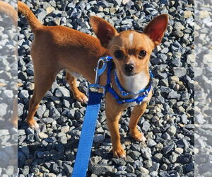 Chihuahua Dogs for adoption in Walnutport, PA, USA